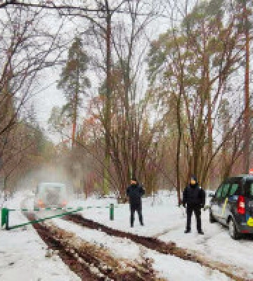З початку грудня у Києві зафіксовано 4 випадки пошкодження хвойних дерев - “Київзеленбуд”