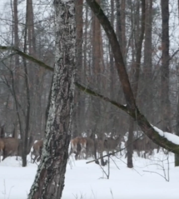 На Чернігівщину завезли 165 благородних оленів