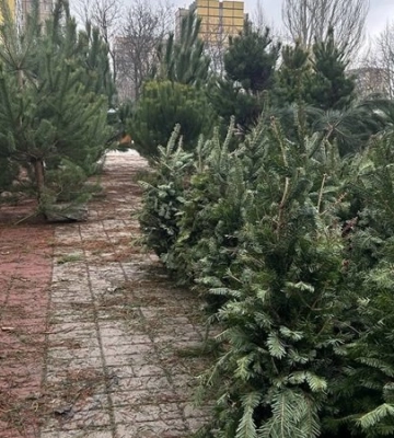Купити ялинку в Дніпрі: адреси легальних точок та ціни