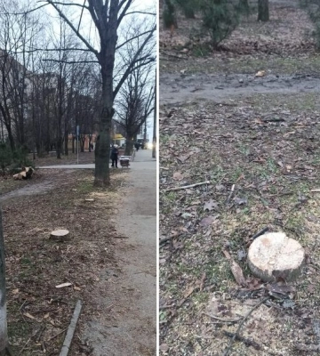 У Дніпрі продовжують масово спилювати дерева