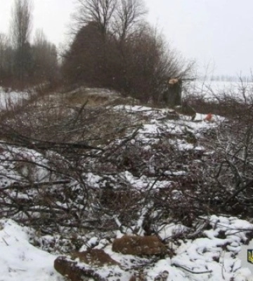 Під Києвом двоє чоловіків незаконно зрубали майже 350 дерев на понад 2,4 млн грн. Фото