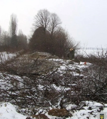 Під Києвом двоє чоловіків незаконно зрубали майже 350 дерев на понад 2,4 млн грн. Фото