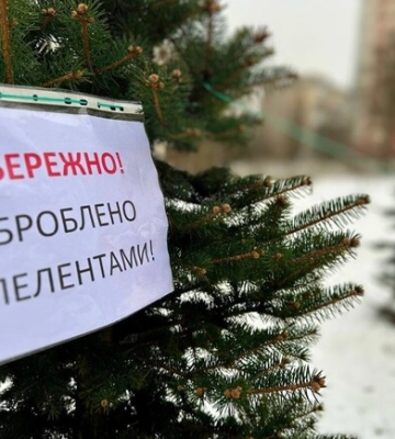 В Киеве новогодние деревья обрабатывают химикатами, чтобы защитить от незаконной вырубки