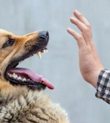 У двох громадах Полтавщини зафіксували випадки сказу тварин