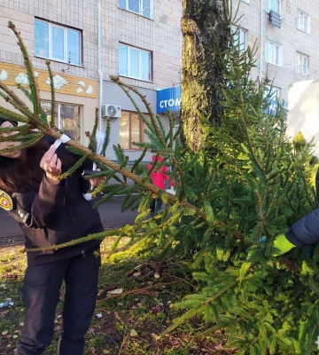 На Рівненщині поліцейські у рейдах шукають нелегальних продавців ялинок
