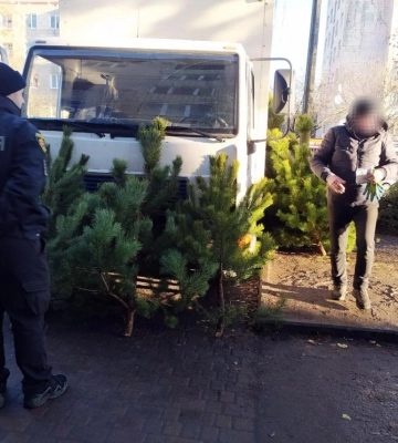 На Рівненщині проводять щорічні рейди у протидії незаконній порубці та реалізації хвойних дерев