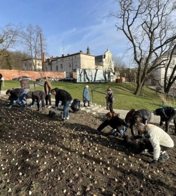 У Львові висадили 5 тисяч тюльпанів