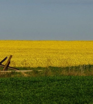 росіяни зібрали кілька мільйонів тонн зерна на окупованих територіях України