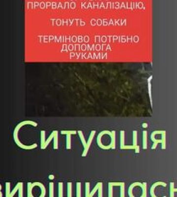 Собак із притулку у Полтаві евакуювали через прорив каналізації