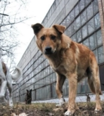 На Одещині розв'язують питання щодо безпритульних собак