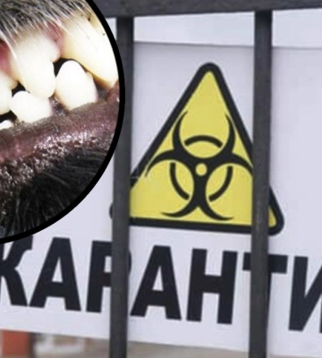 На Рогатинщині скажений собака покусав двох людей