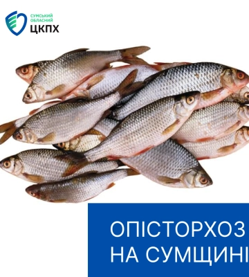 Сумщина потерпає від опісторхозу