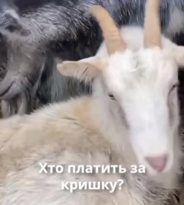 Волонтери UAnimals евакуювали 68 кіз з Херсонщини