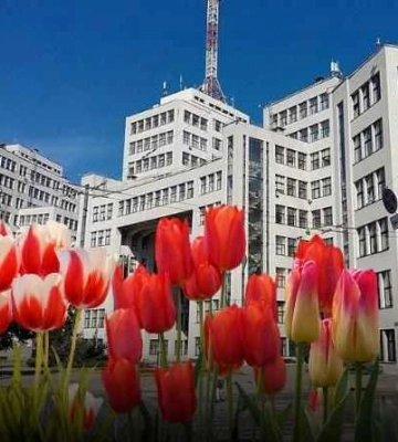 Тюльпаны за 280 тысяч гривен высадят в центре Харькова до Нового года