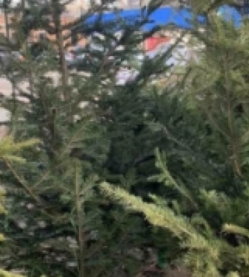Без сертифікату радіологічного обстеження та штрих-кодів: у Первомайську виявили незаконний продаж ялинок