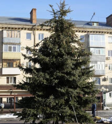 Полтавці установили живу новорічну ялинку