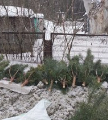 Шкода від порубу сосен на території Басівського парку склала понад 170 тисяч гривень