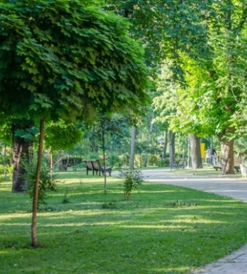 У Миколаєві немає концепції розвитку зелених зон