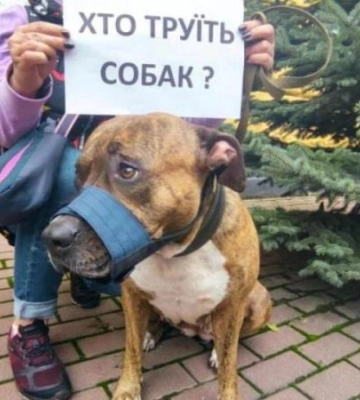 У Дніпрі активізувались доґхантери: стало відомо, хто частіше за все труїть собак