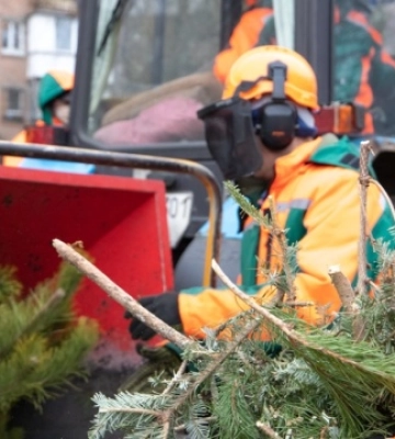 У столиці облаштують понад сорок пунктів утилізації ялинок - список адрес