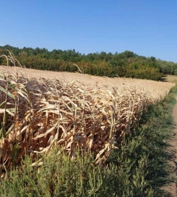 На Одещині фермерське господарство самовільно зайняло земельну ділянку