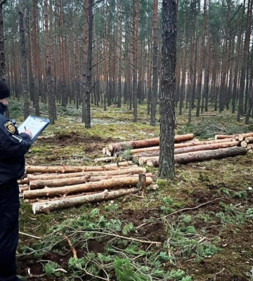На Рівненщині поліція виявила незаконну вирубку дерев