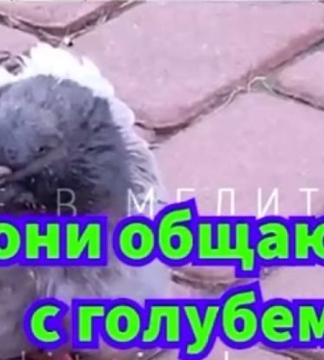 Я спрошу у ясеня: "журналисты" раша-тв в Мелитополе взяли интервью у голубя (видео)
