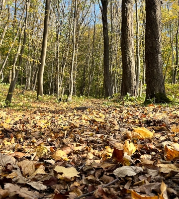 Івано-Франківська громада отримає на баланс 912 гектарів лісу