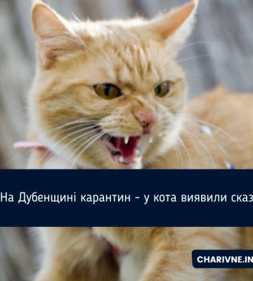 У Дубні ввели карантин через сказ у кота