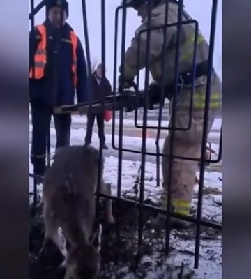 Спасатели ГСЧС показали, как спасли в косулю в Киевской области: видео работы