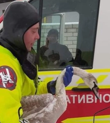 В Чернигове спасли жизнь лебедю: птица погибала во льду 