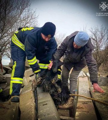 На Одещині рятувальники дістали козу з пастки, - ФОТО