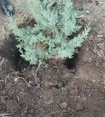 На Одещині посадили дерево, з якого роблять іконостаси