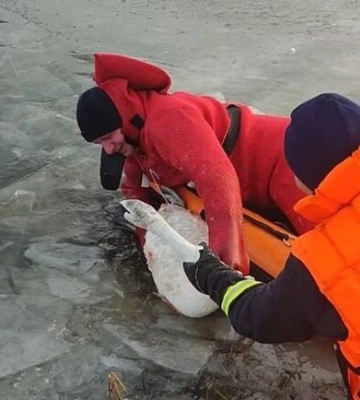 В Киевской области спасли лебедя, который вмерз в лед и травмировался