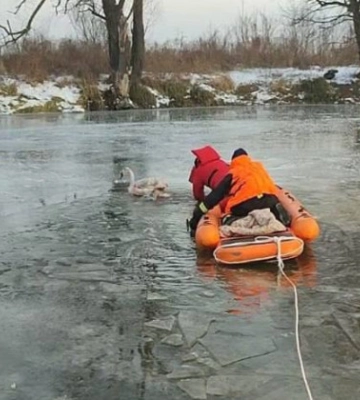 На Київщині з льодової пастки врятували лебедя, який вмерз у кригу і поранив лапу