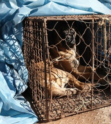 Південна Корея ухвалила історичний законопроєкт про собаче м&#039;ясо