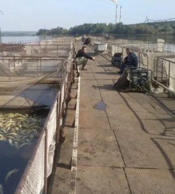 Керівник господарства на Вінниччині, де сталася масова загибель риби, переконався, що Вінницька птахофабрика до цього не причетна&amp;hellip;