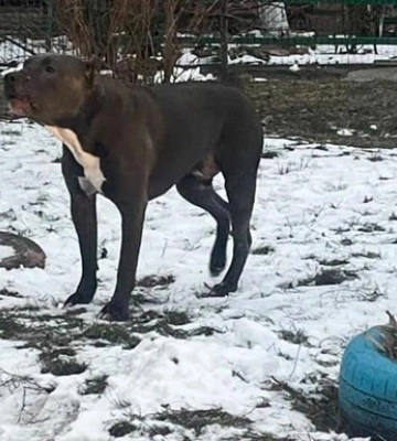 В Борисполе пес бойцовской породы покусал детей