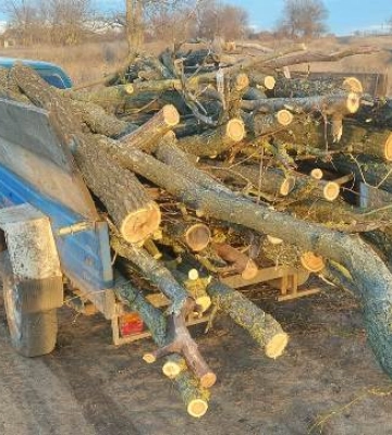 На Одещині чорні лісоруби вирубали дерева у лісі