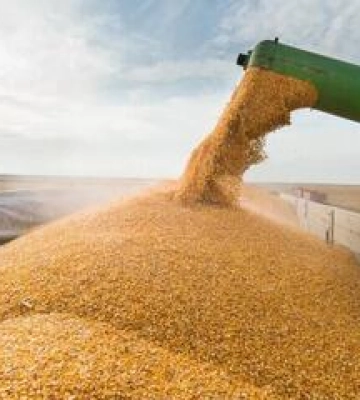 Торік аграрії Полтавщини експортували продукції на понад 590 мільйонів доларів