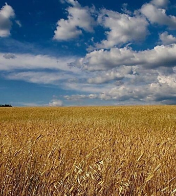 Україна через війну втратила 19% орних земель – Миколаївщина серед найбільш постраждалих областей