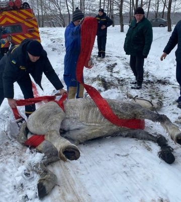 Застряг у річці: на Чернігівщині надзвичайники врятували коня (ФОТО)