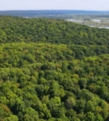 Понад сто гектарів нового лісу посадили на Рівненщині у 2023 році