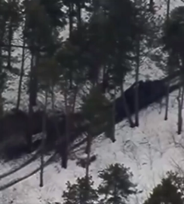 Сили спецоперацій знищили ворожий ракетний комплекс «Оса» (відео)