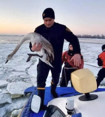 Як у Дніпрі лебедів рятували (відео)