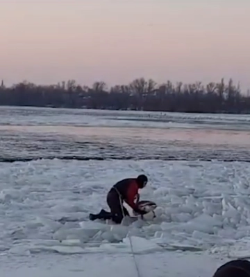 Як у Дніпрі лебедів рятували (відео)