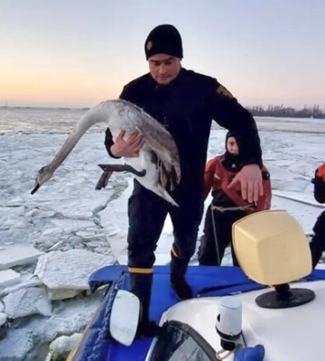 Обессиленные находились в леду: в Днепре водолазы ГСЧС спасли лебедей