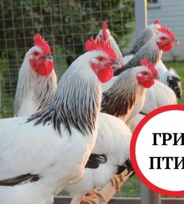 На Кіровоградщині зареєстровано  спалах високопатогенного грипу птиці 