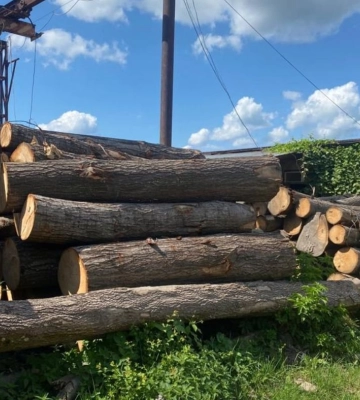На Львівщині у заповіднику незаконно порубали дерев на 2,2 мільйони гривень, - ФОТО
