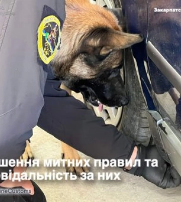 Зброя, наркотики, психотропи і сигарети – на рахунку виявлень службових собак Закарпатської митниці